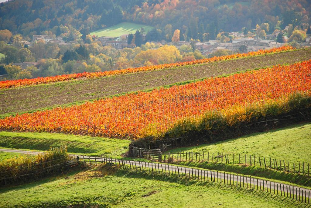 La Ferme Berger Hotel Les Ardillats Luaran gambar